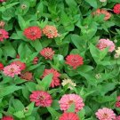 250 Seeds EXQUISITE ZINNIA Elegans Changes Color Red - Hot Pink Pale Pink Flower (Seeds) 250 Seeds EXQUISITE ZINNIA Elegans Changes Color Red - Hot Pink Pale Pink Flower (Seeds)