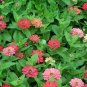 250 Seeds EXQUISITE ZINNIA Elegans Changes Color Red - Hot Pink Pale Pink Flower (Seeds)