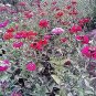 250 Seeds EXQUISITE ZINNIA Elegans Changes Color Red - Hot Pink Pale Pink Flower (Seeds)