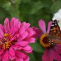 250 Seeds EXQUISITE ZINNIA Elegans Changes Color Red - Hot Pink Pale Pink Flower (Seeds)