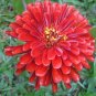 250 Seeds EXQUISITE ZINNIA Elegans Changes Color Red - Hot Pink Pale Pink Flower (Seeds)