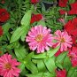 250 Seeds EXQUISITE ZINNIA Elegans Changes Color Red - Hot Pink Pale Pink Flower (Seeds)
