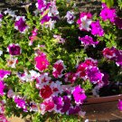 50 Seeds PICOTEE PETUNIA Multiflora Mixed Colors Bicolor Blue Purple Red Flower (Seeds) 50 Seeds PICOTEE PETUNIA Multiflora Mixed Colors Bicolor Blue Purple Red Flower (Seeds)