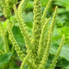 200 Seeds GREEN THUMB AMARANTHUS Hypochondriacus Flower Seeds Amaranth (Seeds)