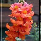 250 Seeds ORANGE WONDER SNAPDRAGON Antirrhinum Majus Flower (Seeds)