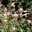 30 Seeds CORAL NYMPH SALVIA Coccinea Hummingbird Sage Flower (Seeds)