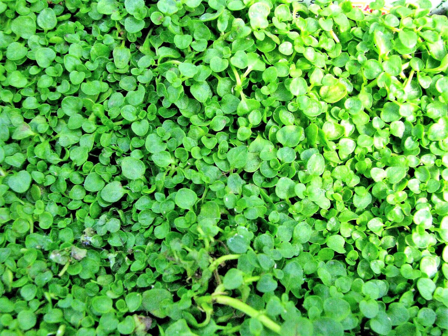 1000 Seeds Bulk CORSICAN MINT Mentha Requienii Herb Fragrant Ground Cover Flower (Seeds)