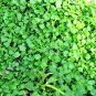 1000 Seeds Bulk CORSICAN MINT Mentha Requienii Herb Fragrant Ground Cover Flower (Seeds)
