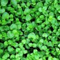 1000 Seeds Bulk CORSICAN MINT Mentha Requienii Herb Fragrant Ground Cover Flower (Seeds)