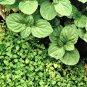 1000 Seeds Bulk CORSICAN MINT Mentha Requienii Herb Fragrant Ground Cover Flower (Seeds)