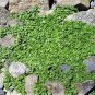 1000 Seeds Bulk CORSICAN MINT Mentha Requienii Herb Fragrant Ground Cover Flower (Seeds)