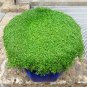 1000 Seeds Bulk CORSICAN MINT Mentha Requienii Herb Fragrant Ground Cover Flower (Seeds)
