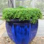 1000 Seeds Bulk CORSICAN MINT Mentha Requienii Herb Fragrant Ground Cover Flower (Seeds)