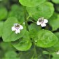 1000 Seeds Bulk CORSICAN MINT Mentha Requienii Herb Fragrant Ground Cover Flower (Seeds)