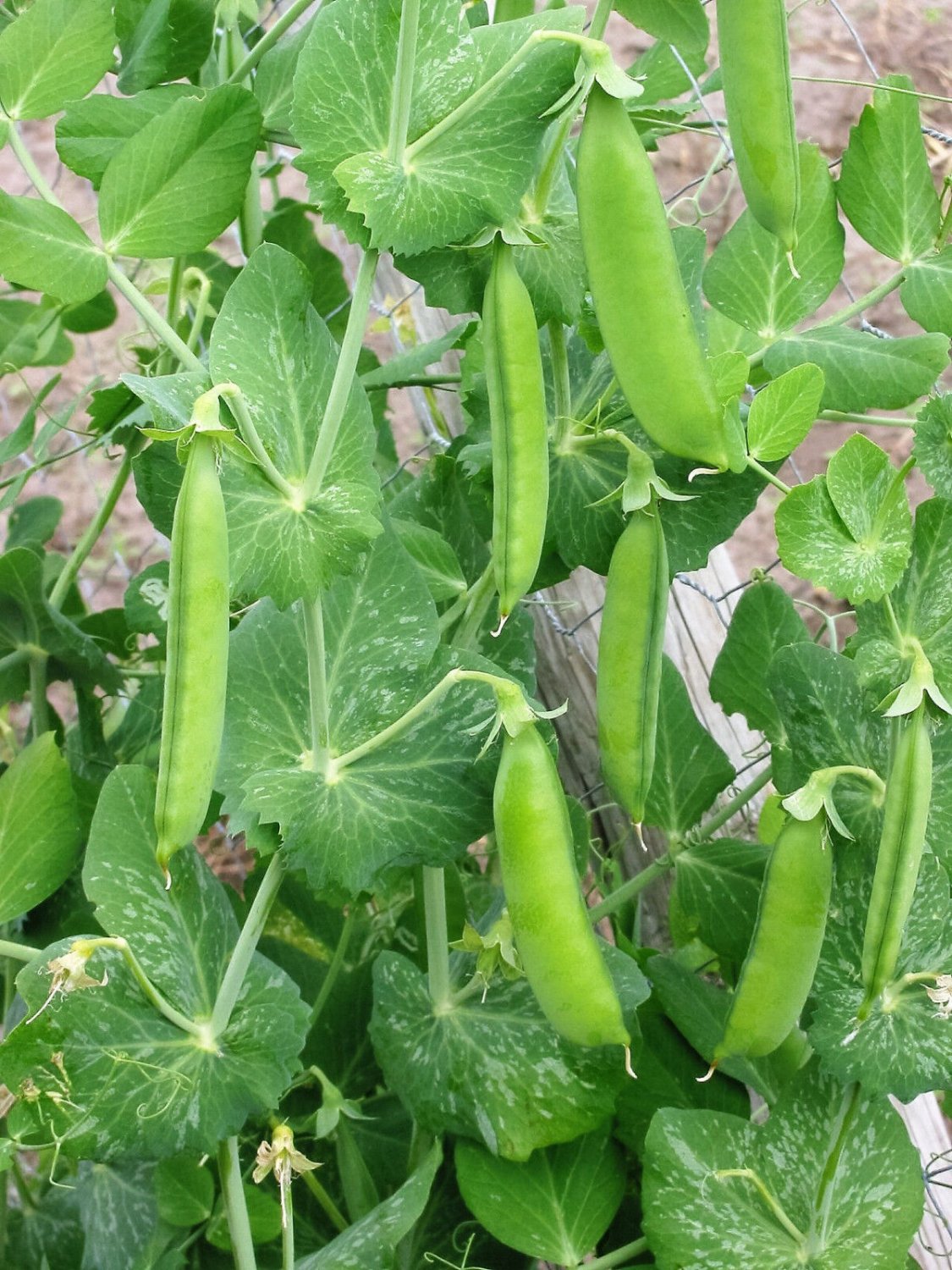 50 Seeds SUGAR ANN PEA Stringless Sweet Green Snap Pisum Sativum Vegetable (Seeds)
