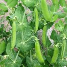 50 Seeds SUGAR ANN PEA Stringless Sweet Green Snap Pisum Sativum Vegetable (Seeds) 50 Seeds SUGAR ANN PEA Stringless Sweet Green Snap Pisum Sativum Vegetable (Seeds)