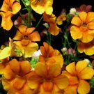 50 Seeds ORANGE PRINCE NEMESIA Strumosa Flower (Seeds)