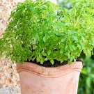 500 Seeds DWARF GREEK BASIL Ocimum Basilicum Fragrant Spicy Small Leaf Herb (Seeds)