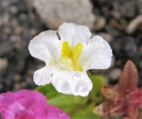 100 Seeds Twinkle WHITE MONKEY FLOWER Mimulus (Seeds)