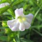 100 Seeds Twinkle WHITE MONKEY FLOWER Mimulus (Seeds)