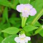 100 Seeds Twinkle WHITE MONKEY FLOWER Mimulus (Seeds)