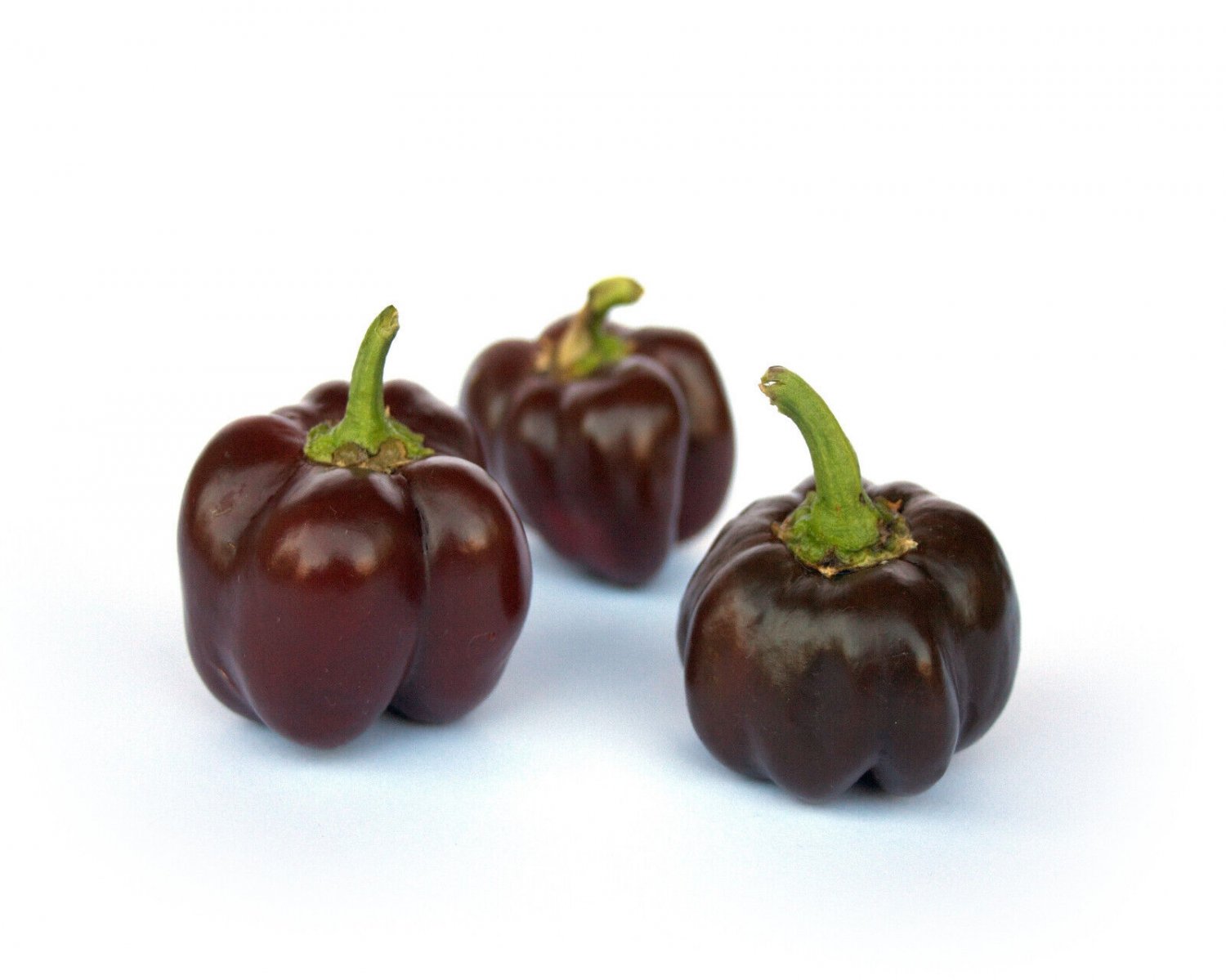 20 Seeds Organic Chocolate MINI BELL PEPPER Brown Miniature Capsicum Vegetable (Seeds)