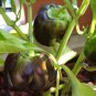 20 Seeds Organic Chocolate MINI BELL PEPPER Brown Miniature Capsicum Vegetable (Seeds)