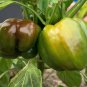 20 Seeds Organic Chocolate MINI BELL PEPPER Brown Miniature Capsicum Vegetable (Seeds)