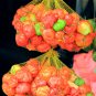 40 Seeds ORANGE SCOTCH BONNET PEPPER very hot Jamaican Capsicum Annuum Vegetable (Seeds)