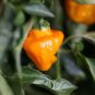 40 Seeds ORANGE SCOTCH BONNET PEPPER very hot Jamaican Capsicum Annuum Vegetable (Seeds)