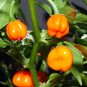 40 Seeds ORANGE SCOTCH BONNET PEPPER very hot Jamaican Capsicum Annuum Vegetable (Seeds)
