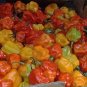 40 Seeds ORANGE SCOTCH BONNET PEPPER very hot Jamaican Capsicum Annuum Vegetable (Seeds)