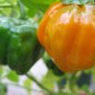 40 Seeds ORANGE SCOTCH BONNET PEPPER very hot Jamaican Capsicum Annuum Vegetable (Seeds)