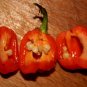 40 Seeds ORANGE SCOTCH BONNET PEPPER very hot Jamaican Capsicum Annuum Vegetable (Seeds)
