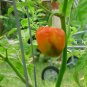 40 Seeds ORANGE SCOTCH BONNET PEPPER very hot Jamaican Capsicum Annuum Vegetable (Seeds)