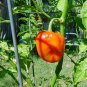 40 Seeds ORANGE SCOTCH BONNET PEPPER very hot Jamaican Capsicum Annuum Vegetable (Seeds)