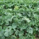 1000 Seeds HANOVER SALAD SPRING KALE Smooth Siberian Brassica Napus Vegetable (Seeds)