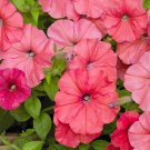 25 Seeds SALMON PETUNIA Grandiflora Flower (Seeds)