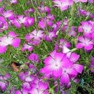 50 Seeds MILAS ROSE CORN COCKLE Agrostemma Githago Pink Flower (Seeds) 50 Seeds MILAS ROSE CORN COCKLE Agrostemma Githago Pink Flower (Seeds)