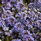 100 Seeds WONDERLAND BLUE ALYSSUM Lobularia Maritima Flower (Seeds)