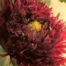 250 Seeds BLACK SWAN PEONY POPPY Papaver Paeonifloru Dark Burgundy Double Flower (Seeds)