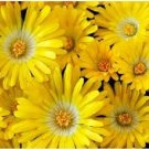 100 Seeds Gelato YELLOW ICE PLANT MESEMBRYANTHEMUM DAISY Livingstone Flower (Seeds)