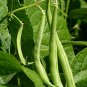 50 Seeds BURPEE STRINGLESS GREEN POD BEAN French Phaseolus Vulgaris Vegetable (Seeds)