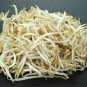 50 Seeds BURPEE STRINGLESS GREEN POD BEAN French Phaseolus Vulgaris Vegetable (Seeds)