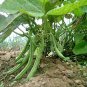 50 Seeds BURPEE STRINGLESS GREEN POD BEAN French Phaseolus Vulgaris Vegetable (Seeds)