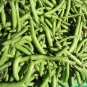 50 Seeds BURPEE STRINGLESS GREEN POD BEAN French Phaseolus Vulgaris Vegetable (Seeds)