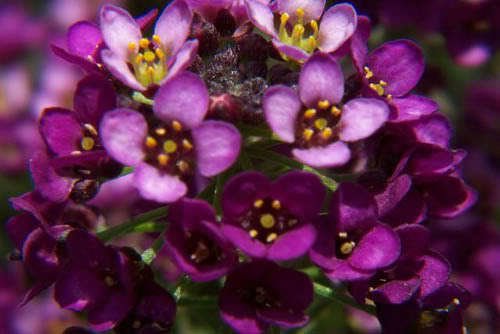 100 Seeds EASTER BONNET ALYSSUM Lobularia Maritima Flower (Seeds)