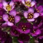 100 Seeds EASTER BONNET ALYSSUM Lobularia Maritima Flower (Seeds)