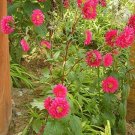 250 Seeds RED CHINA ASTER Callistephus Chinensis Flower (Seeds)