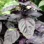 500 Seeds RED RUBIN BASIL Ocimum Basilicum Purpurascens Spicy Herb Flower (Seeds)